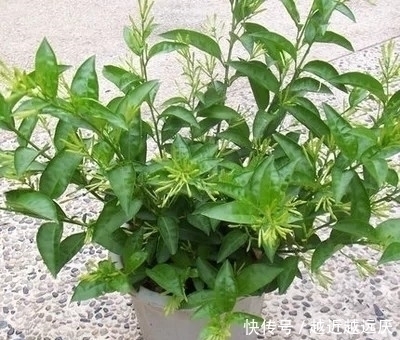 发酵|浇花还在用自来水?园艺师教你几个常用的小技巧,随便养都能爆盆