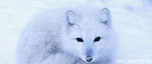 月老真身为什么是狐狸其实最专情的动物并不是狐狸 而是它们 快资讯