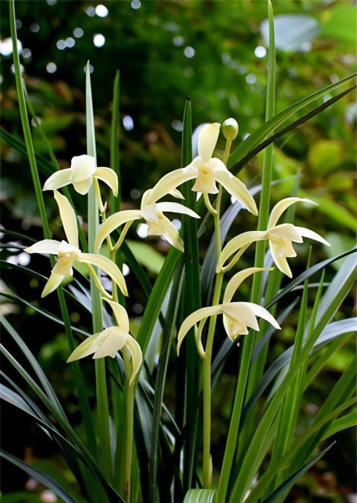 养出|兰花畏寒怕冬天?那是你不会养,从这几方面下手养出健壮兰花