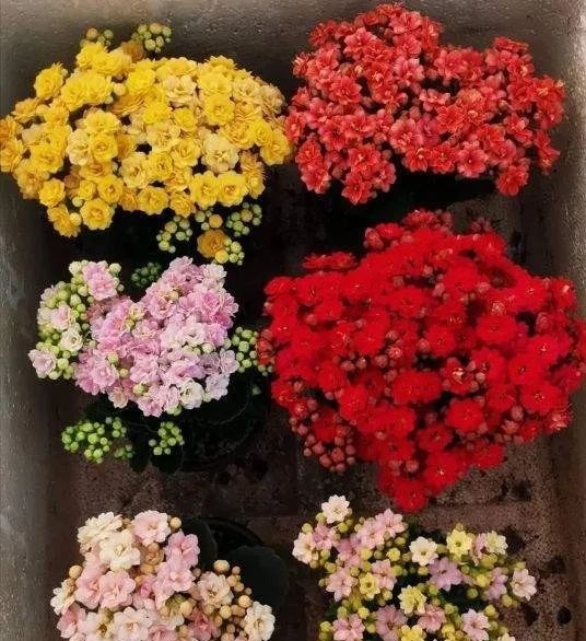 长寿花养成老桩价值高,教你3字口诀,1年变老桩,开成花球