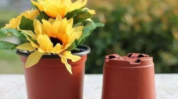 盆景|这3种花要“穷养”,盆小水少长得好,爆出侧芽养成老桩盆景