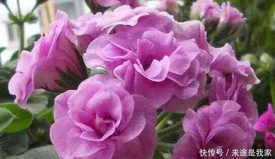 长寿花|家里不知道养什么花好,6种漂亮又好养的盆栽考虑一下