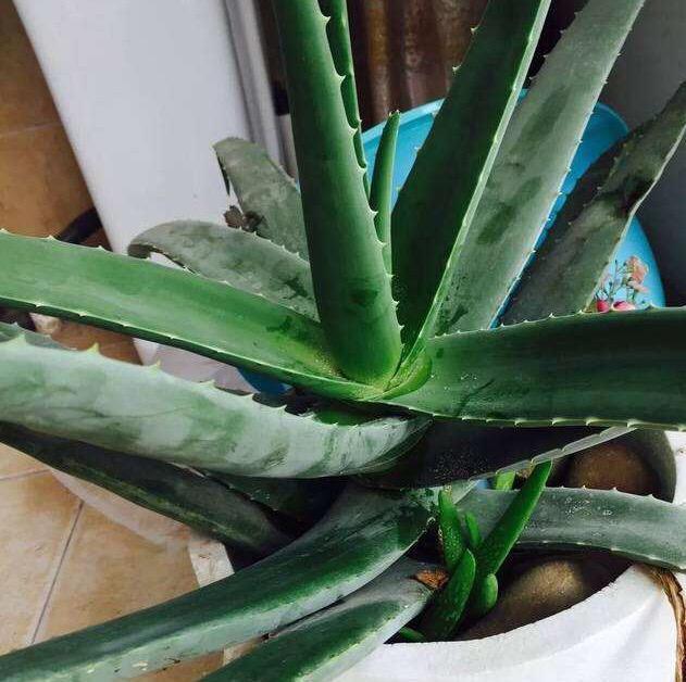盆栽|夏季养芦荟,比起光照浇水,有“一点”更重要,侧芽多、长爆盆!