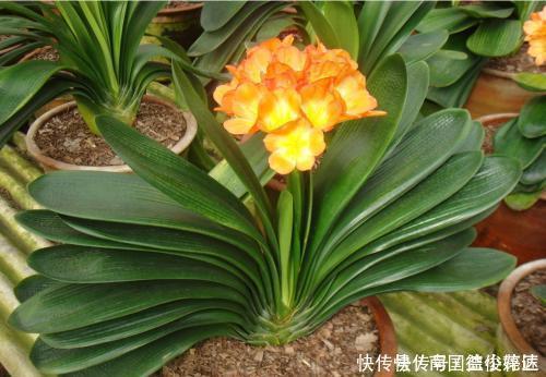 出门捡4种东西,养花垫盆底,营养土不用买,疏松透气、不烂根