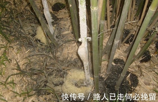 农村|只农村才有的山珍,生长在嫩竹上,常被人嫌弃,营养价值比燕窝高