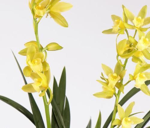 翡翠|比翡翠还绿的兰花,花色多变,香味持久,种植容易,是养兰人首选