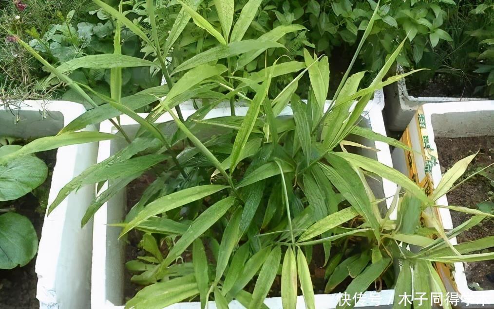 盆栽|阳台种生姜,只用泡沫箱,挖出几十斤,轻松收货“姜山”