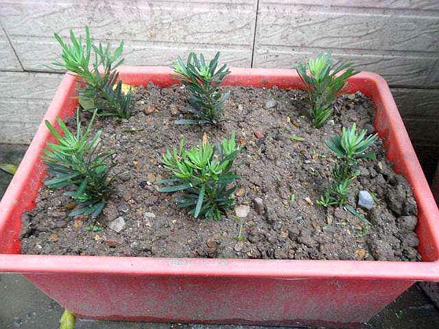 3种“天价树”太贵,教你折1根枝就养活,“傻瓜”才花钱买呢!