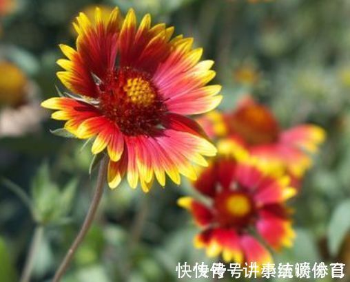 泥土|5种花好养又漂亮,不用管照样长得旺,年年开花不断,美翻天!