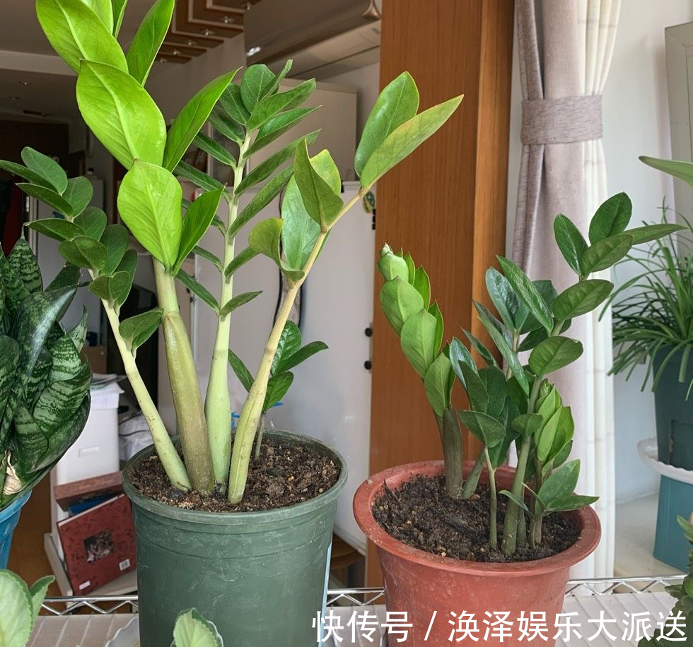 发财树|8种“漂亮花”,个个都是“招财树”,家里养一棵,不愁没钱花