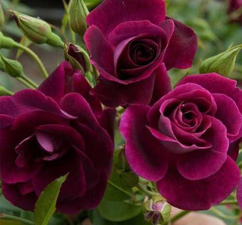 月季花|养花试试这款,保养恰当就能做到花盛开爆盆的成效