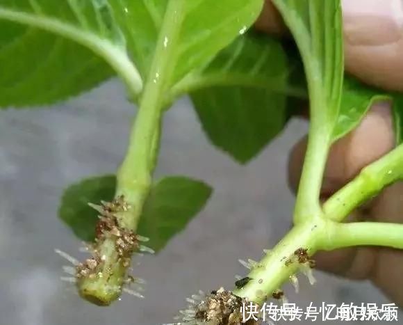 枝条|养花爱好者看过来这15种花现在“扦插”,生根快,一个周就长芽
