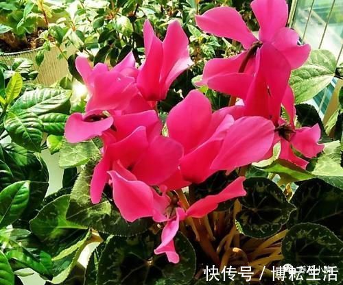 仙客来开花期，给它做4个小细节，开花时间长，花色更美