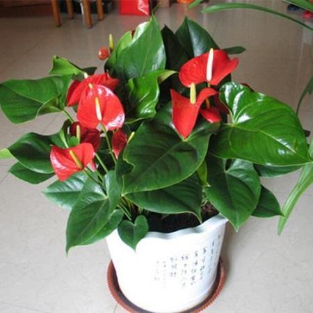 红掌怎么养才能开花 ,注意几点能让红掌常年花色鲜艳