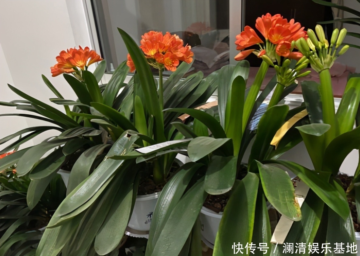 根尖|春季养君子兰，新手不经意会犯五个错，难怪越养越糟，始终养不好