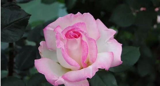 此种月季花,美得让人毫无抵抗力,花大色艳,全年开花不断!