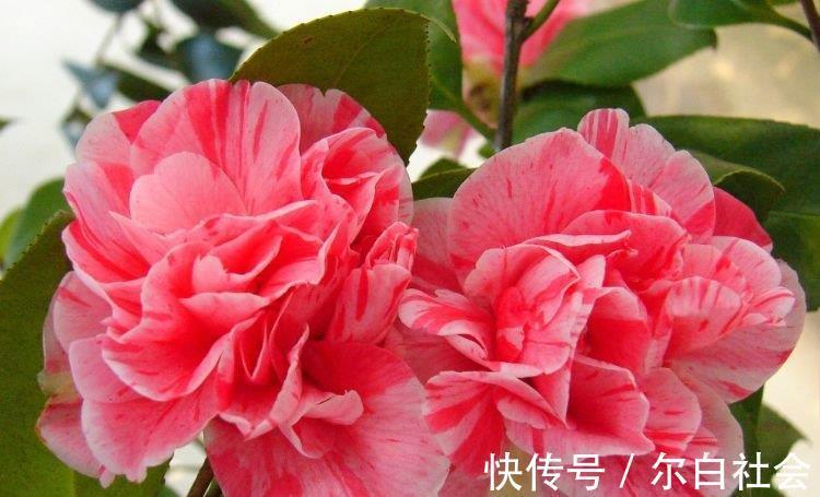 4种花很好养,耐热耐晒更耐旱,养一盆一年四季都在开!