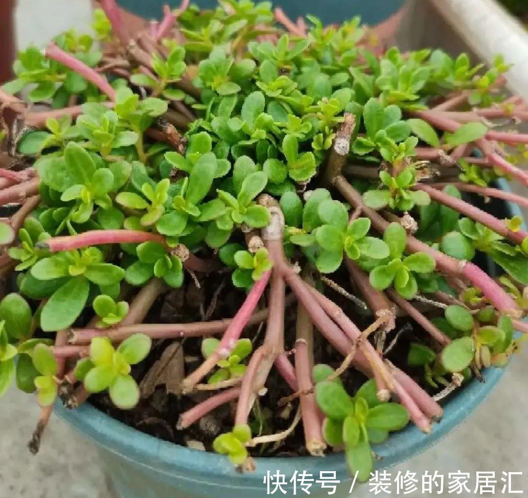 枝条|6种花别养老桩，越老越不开花，赶紧扦插备份