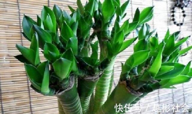 此竹最适合栽种在家，是顶级观赏盆景，做好3点，让它轻松长茁壮