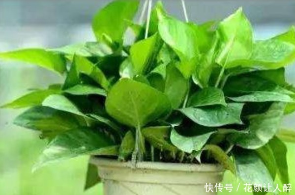 俗语|俗语“一颗绿萝七个鬼”,家中不能放绿萝有啥特别的讲究