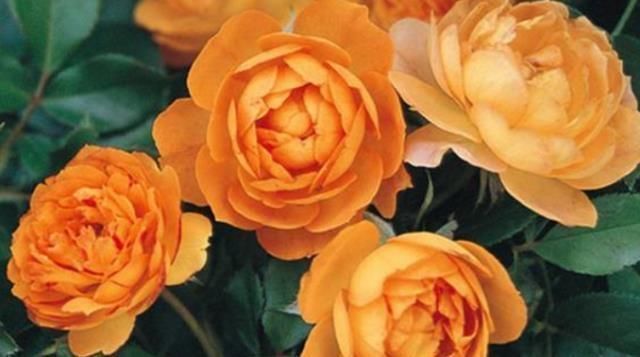 月季花|它,号称“花中皇后”,比牡丹好养,比玫瑰更香,一年四季都开花