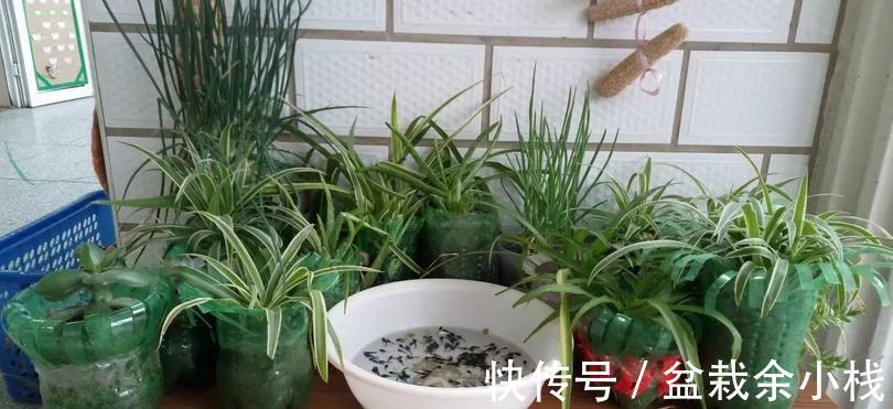 要务|塑料瓶养花的妙用，选花盆的第一要务是什么