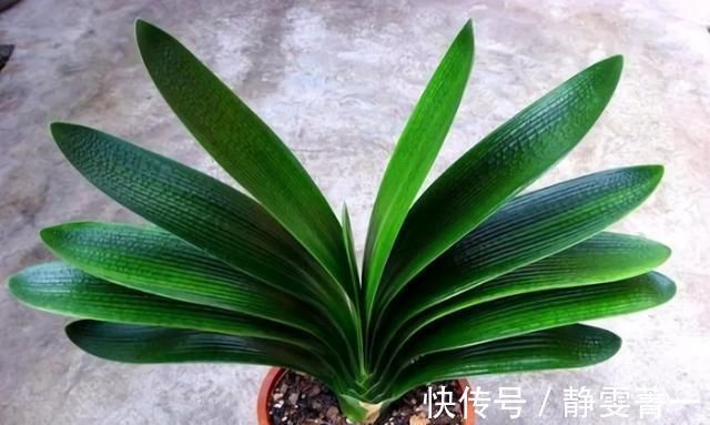 疯长|立秋之后,做好4件事,君子兰9月疯长,年底爆花