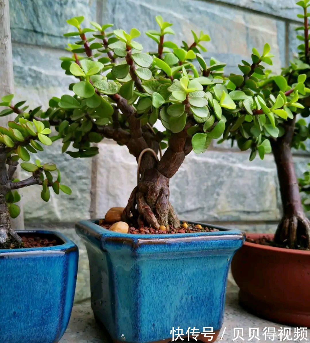 金枝玉叶的叶子总是哗哗的掉,因它这6怕,要注意避免