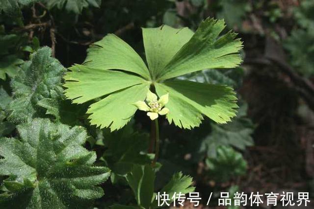 秦岭发现奇特植物，只有一叶一花，很娇弱却从恐龙时代生存到现在