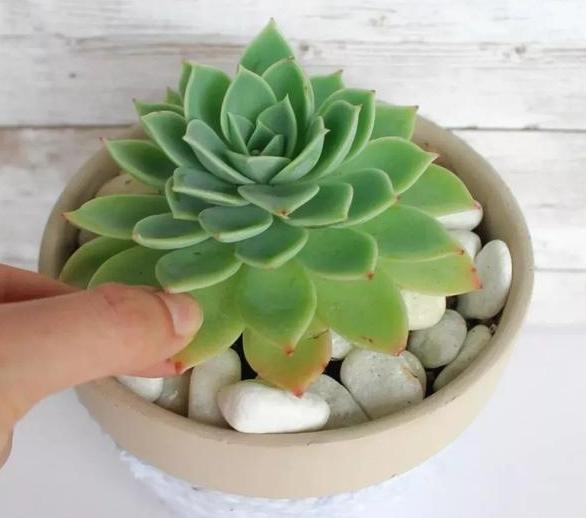 扦插|教你在家用塑料瓶养多肉,不用土就能扦插叶片,成活率贼高