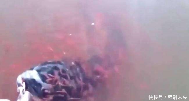 小黑鱼|一男子钓鱼时钓到一条黑鱼,被小黑鱼的行为感动,于是放生