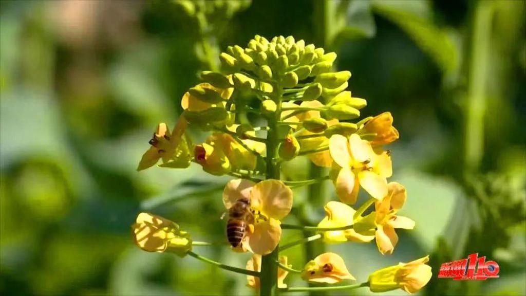 老年|假期余额不足，快去赏花！（附攻略）