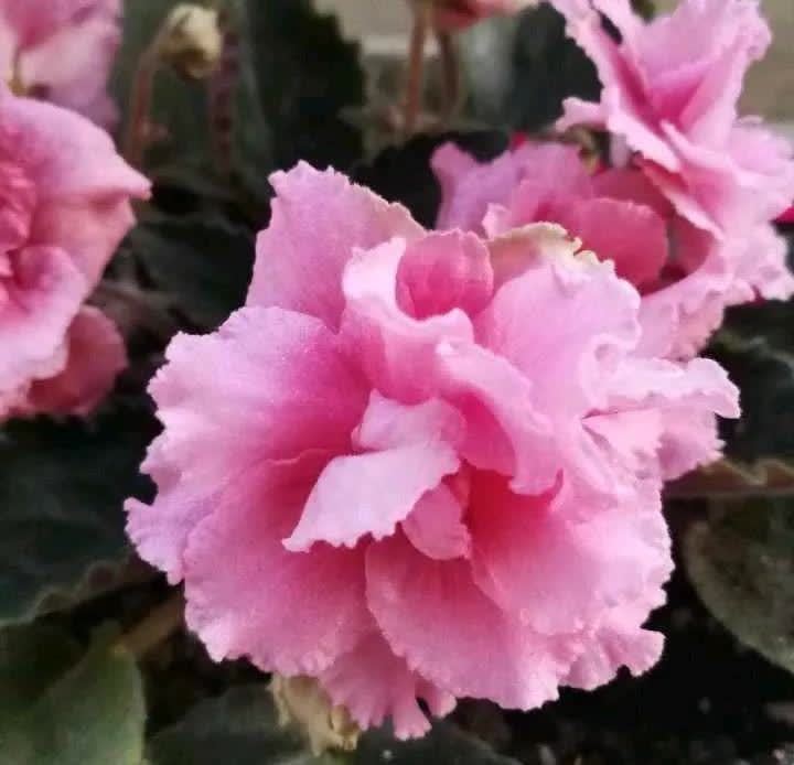 很耐阴的小花,四季开不断,花开很灿烂,适合新手养