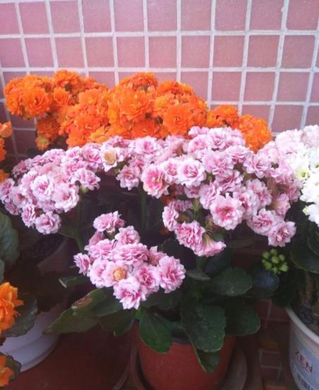 十月养长寿花,掌握4个要点,茎秆粗壮长势好,开花一茬接一茬