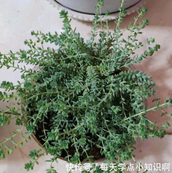 去年12月入手的姬星美人,养了2个月,就徒成这样,该怎么办!