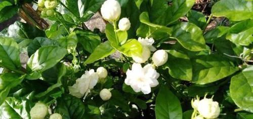 茉莉花|家里养花不用“多”,3盆轮流开一年,家里小清新,四季花不断