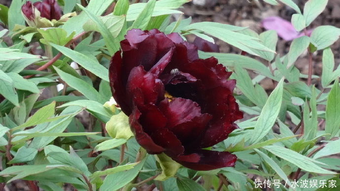 墨炭|喜欢菊花,不如养盆“黑牡丹”初乌,黑如墨炭,美艳绝伦!