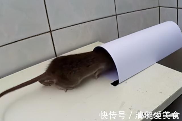 家里有老鼠别着急,教你一招,轻松抓老鼠,方法既环保又健康