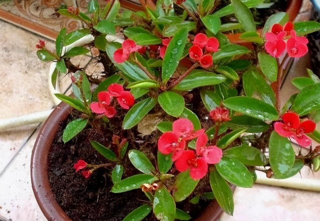 虫子总围着花草嗡嗡飞?自制“4样”杀虫剂,安全无毒,效果好