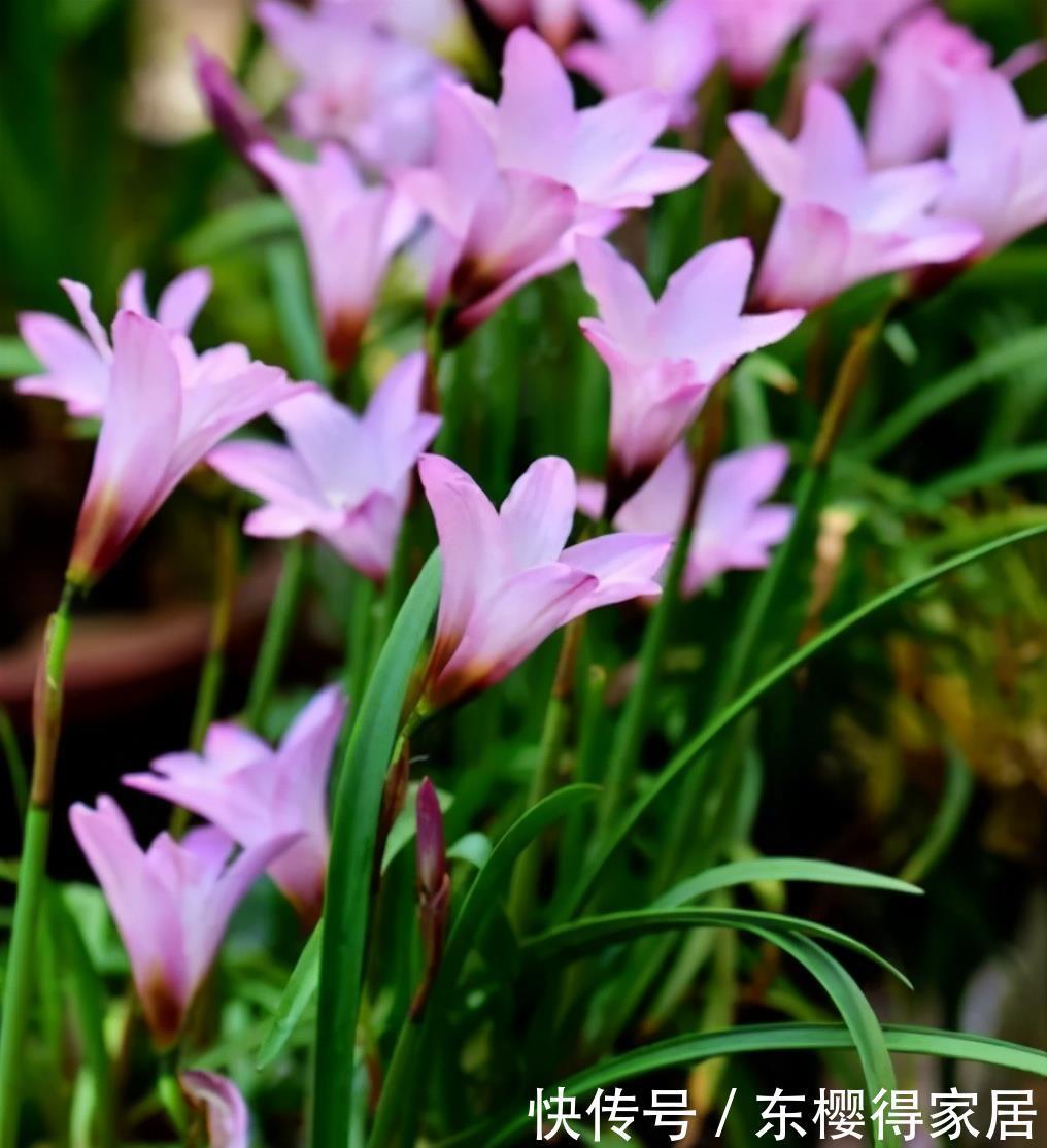 风雨|风雨兰冬季怎么养,可以让它安全过冬?做好这几点还能促进开花