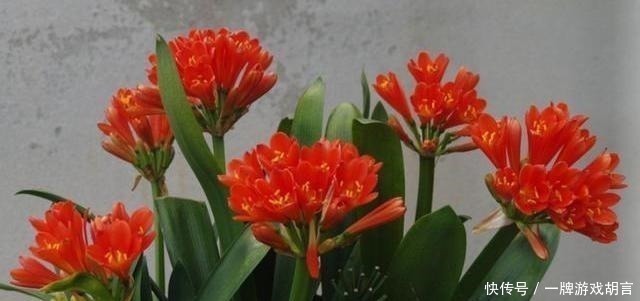 君子兰|养君子兰有“讲究”,教你几个小技巧,呼呼长叶,棵棵开花