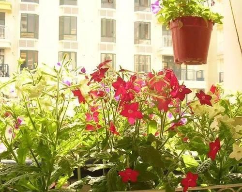 你家窗台还没变花园？只因缺了这6种花