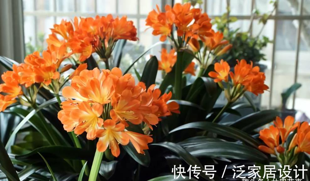 廿六|9月养君子兰,3件小事来助力,做到位根壮叶肥,一盆窜10枝花