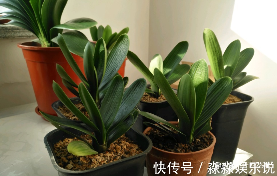 廿六|君子兰夏天易出问题,6个方面做到位,安稳度夏,天凉旺长