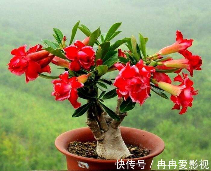 秋季养花大合集，30种花，你想要的我全有！