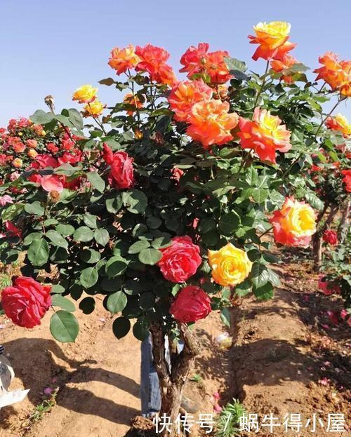 木疙瘩|这花要勤修剪,不能养太老,越老开花越少,最后长成木疙瘩!
