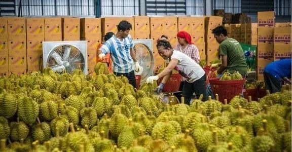 稀罕|中国大量订购滞销榴莲,泰国直接涨价20网友真当我们稀罕吃