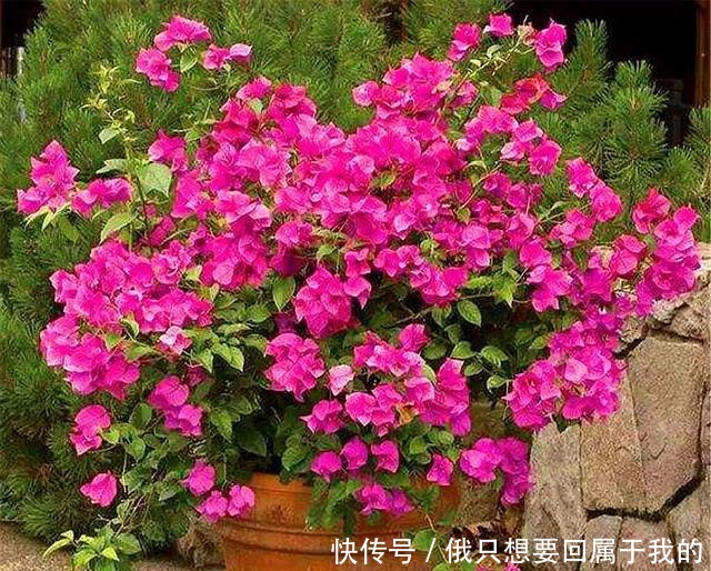 6月养三角梅,做好“4个多”,爆炸式开花,只见花朵不见叶