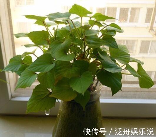 阳台|“癌细胞”不喜欢的2种蔬菜,阳台盆栽上几盆,绿色健康又好吃!