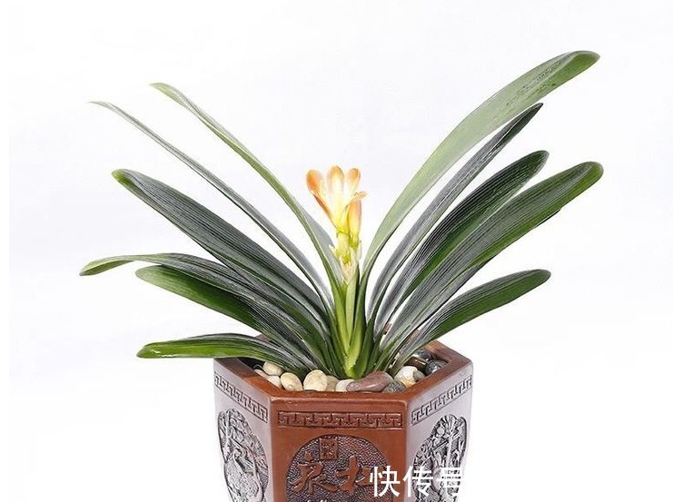 养花肥难找原来白糖才是最好有肥料，从此不用买高价花肥了